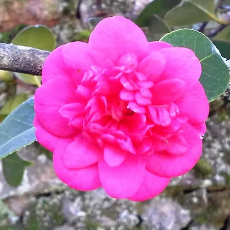 Feriehus Mit Terrasse By Interhome Tondela