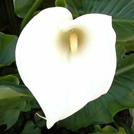 Mit Terrasse By Interhome Tondela